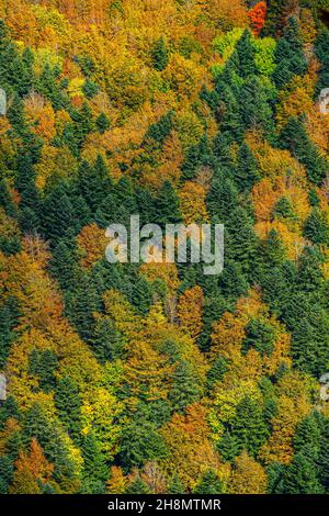 Casentinesi forêts NP, Forêt en automne, Apennin, Toskana, Italien Banque D'Images