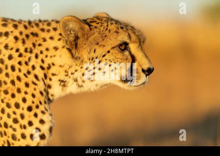 Cheetah (Acinonyx jubatus), portrait en plein soleil, finca privé, Tolède, Espagne Banque D'Images