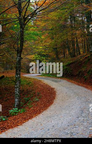 Casentinesi forêts NP, Forêt en automne, Apennin, Toskana, Italien Banque D'Images