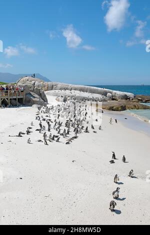 Pingouins africains (Spheniscus demersus), colonie sur la plage, sur terre, personnes sur une plate-forme d'observation, Boulders Beach, Simon's Town, Western Cape, Sud Banque D'Images