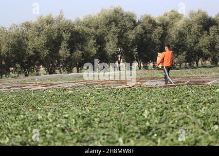 Les agriculteurs palestiniens récoltent des fraises dans le champ, à Beit Lahia, dans le nord de la bande de Gaza, le 30 novembre 2021. Banque D'Images