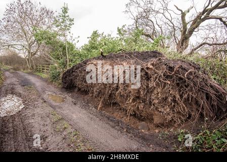Arbre mûr déraciné sur la voie à Little Newton dans long Preston .C'était la conséquence de Storm Arwen le 26 novembre 2021 et de vents de 110 km/h. Banque D'Images
