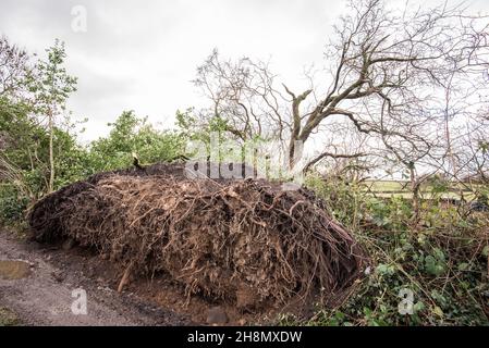 Arbre mûr déraciné sur la voie à Little Newton dans long Preston .C'était la conséquence de Storm Arwen le 26 novembre 2021 et de vents de 110 km/h. Banque D'Images