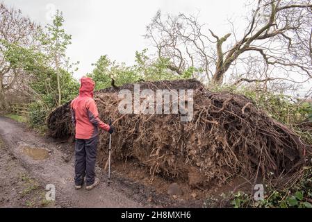 Arbre mûr déraciné sur la voie à Little Newton dans long Preston .C'était la conséquence de Storm Arwen le 26 novembre 2021 et de vents de 110 km/h. Banque D'Images