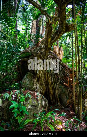 Jardin botanique du Mont fleuri, Mahé, Seychelles, Victoria, Mahé,Seychelles Banque D'Images