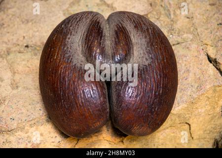 Graines du Coco-de-Mer, noix de coco de maldive (Lodoicea maldivica), la plus célèbre espèce endémique de palmier avec la plus grande graine dans tout le royaume végétal Banque D'Images