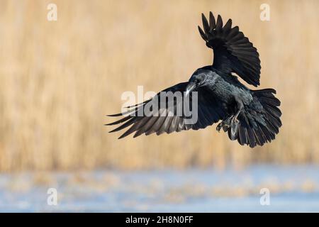 Corbeau commun (Corvus corax), Feldberger Seenlandschaft, Mecklenburg-Ouest Pomerania, Allemagne Banque D'Images