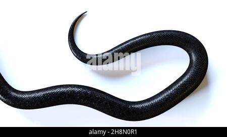 queue d'un serpent noir, isolée sur fond blanc Banque D'Images