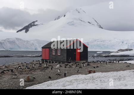 Port Lockroy, bâtiment de l'ancienne station de recherche britannique, aujourd'hui musée, pingouins d'âne (Pygoscelis papouasie) à côté, colonie d'oiseaux, dans le Banque D'Images