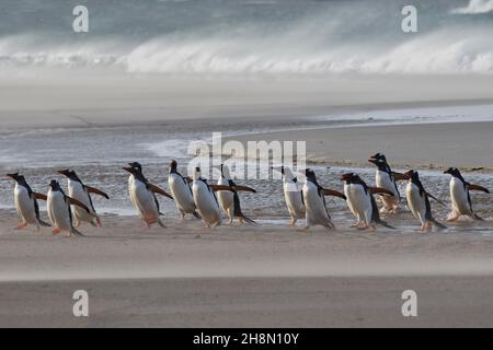 Penguins Gentoo (Pygoscelis papouasie) marchant sur la plage dans un orage de sable, surf derrière, île de Saunders, îles Falkland, territoire britannique d'outre-mer Banque D'Images