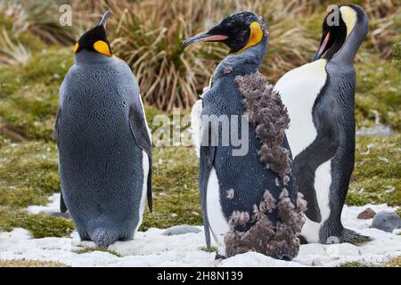 Pingouins roi (Aptenodytes patagonicus), plumage juvénile changeant, mue, baie de Fortuna, Géorgie du Sud et îles Sandwich du Sud, Grande-Bretagne outre-mer Banque D'Images