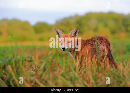 Renard roux (Vulpes vulpes), jeune renard debout dans le champ de céréales récoltées, mâle, Krauchenwies, comté de Sigmaringen, Parc naturel du Haut-Danube Banque D'Images