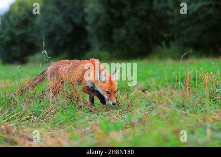 Renard roux (Vulpes vulpes), jeune renard debout dans le champ de céréales récoltées, mâle, Krauchenwies, comté de Sigmaringen, Parc naturel du Haut-Danube Banque D'Images