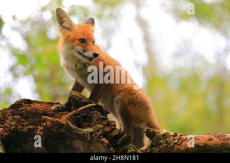Renard roux (Vulpes vulpes), renard cub debout sur branche, jeune homme, Krauchenwies, comté de Sigmaringen, Parc naturel du Haut-Danube, Bade-Wurtemberg Banque D'Images