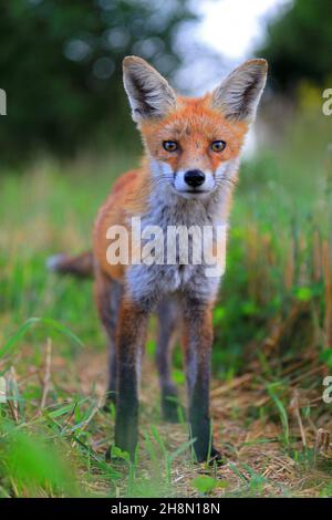 Renard roux (Vulpes vulpes), jeune renard debout dans le champ de grain récolté, portrait, homme, Krauchenwies, comté de Sigmaringen,Parc naturel du Danube supérieur Banque D'Images