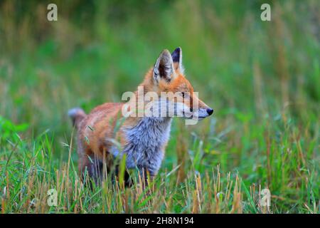 Renard roux (Vulpes vulpes), jeune renard debout dans le champ de céréales récoltées, mâle, Krauchenwies, comté de Sigmaringen, Parc naturel du Haut-Danube Banque D'Images