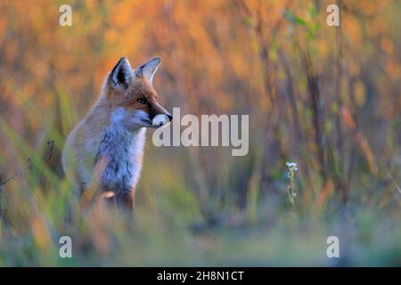 Renard roux (Vulpes vulpes), jeune renard debout devant des buissons, automne, Krauchenwies, comté de Sigmaringen, Parc naturel du Haut-Danube Banque D'Images