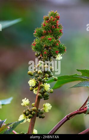 Ricin (Ricinus communis), plante toxique, plante médicinale à Maurice, Afrique de l'est Banque D'Images