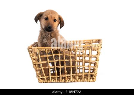 faites dorer votre chiot dans un panier isolé Banque D'Images