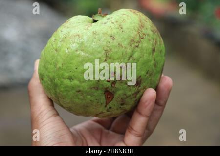 Fruits frais de goyave qui est en grande partie tenu sur une main, goyave biologique après la récolte Banque D'Images