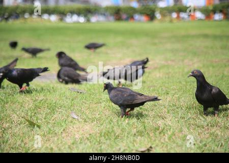 salvador, bahia, brésil - 27 juillet 2021 : des pigeons sont vus sur une pelouse d'une place publique dans la ville de Salvador. Banque D'Images