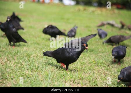 salvador, bahia, brésil - 27 juillet 2021 : des pigeons sont vus sur une pelouse d'une place publique dans la ville de Salvador. Banque D'Images