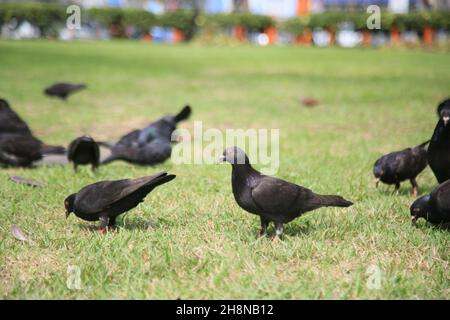 salvador, bahia, brésil - 27 juillet 2021 : des pigeons sont vus sur une pelouse d'une place publique dans la ville de Salvador. Banque D'Images