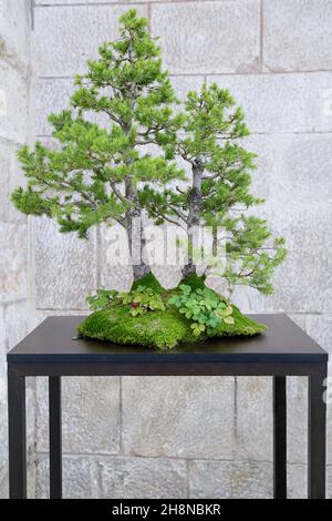 Picea bonsai sur une table en bois contre un mur en pierre Banque D'Images