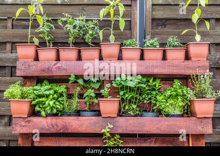 Jardin vertical d'herbes en pots. Jardin à la maison, herbes dans la cour extérieure. Caisse en bois avec une variété d'herbes culinaires en pot vert frais qui poussent à l'extérieur Banque D'Images