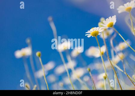 Cadre idyllique de fleurs de Marguerite sous le ciel bleu. Détendez-vous dans une nature florale rêveuse en gros plan. Été paysage lumineux avec de belles fleurs sauvages chamomiles Banque D'Images