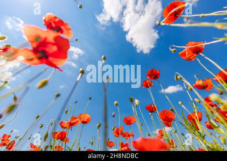 Belle nature de prairie d'été. Fleurs de pavot printanières et estivales sous ciel bleu et soleil. Joyeux été fleurs de pavot rouge vue panoramique grand angle Banque D'Images