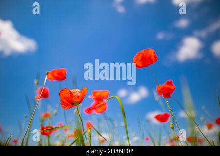 Belle nature de prairie d'été. Fleurs de pavot printanières et estivales sous ciel bleu et soleil. Joyeux été fleurs de pavot rouge vue panoramique grand angle Banque D'Images