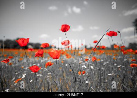 Couleur sélective superbes coquelicots sur fond noir et blanc. Coquelicots rouges sur fond noir et blanc, amour artistique romance floral design Banque D'Images