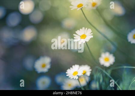 Belle prairie fleurs camomille, bleu vert doux le matin couleurs pastel claires, paysage de la nature, macro gros plan. Nature relaxante Banque D'Images