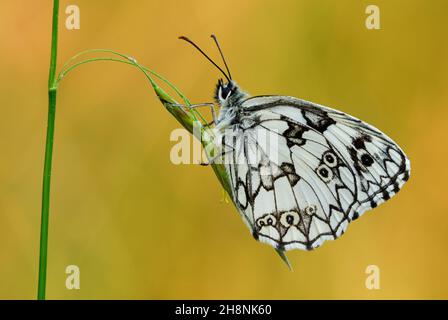 Papillon blanc marbré, gros plan.Homme assis sur une lame d'herbe au lever du soleil contre-jour.Arrière-plan flou en lumière naturelle.Genre Melanargia galathea. Banque D'Images