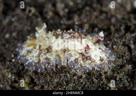 Œufs frits Nudibranch, Carminodoris estrelyado, site de plongée Liberty Wreck, Tulamben, Karangasem Regency, Bali, Indonésie,Océan Indien Banque D'Images