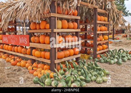 Potiron Patch, stand de ferme présentant des citrouilles, des gourdes et des courgettes de cygnes mouchetée 'Cucurbita pepo'. Banque D'Images