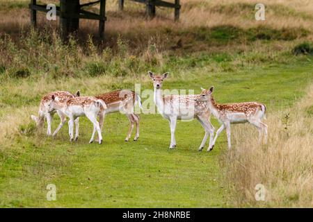 Fauchers au château de Wentworth, parc de cerfs, près de Barnsley Banque D'Images