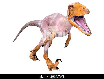 Rendu 3D d'un dinosaure Deinonychus Antirrrhopus isolé sur blanc arrière-plan Banque D'Images