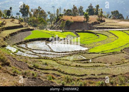 Rizières en terrasse dans une ferme à flanc de coteau, au-dessous de Dhampus, au Népal. Banque D'Images