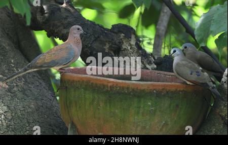 Une colombe rieuse (Spilopelia senegalensis, Streptopelia senegalensis) et deux colombes en bois à bec noir (Turtur abyssinicus) qui viennent boire à un homme-ma Banque D'Images