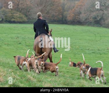 Huntsman et son foxhounds Banque D'Images