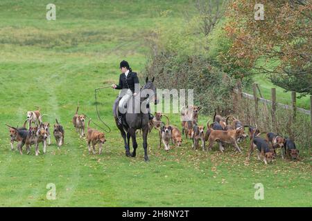 pack de renchounds et fouet femelle Banque D'Images