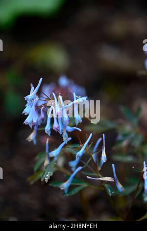 Corydalis flexuosa porcelaine Bleu,fleurs bleues,fleur,floraison,jardin boisé,jardins de printemps,bois,ombre,ombragée,RM Floral Banque D'Images