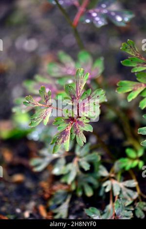 Corydalis flexuosa feuille pourpre,feuilles tachetées,feuillage,feuille tachetée,fleur,floraison,jardin boisé,jardins de printemps,bois,ombre,ombragée,ombre,RM Floral Banque D'Images