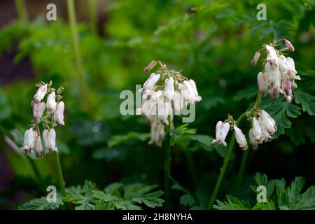 Dicentra formosa Aurora,fleurs blanches crème,fleur blanche crème,floraison,Fern-Leaf coeur de saignement Aurora,bois,bois,bois,jardin de bois,ombre,ombragé,SH Banque D'Images