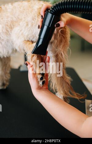 Gros plan vertical d'une femme qui sèche les cheveux à pied avec un sèche-cheveux de chien mauriquement ladoodle après avoir pris un bain dans un salon de coiffure. Banque D'Images