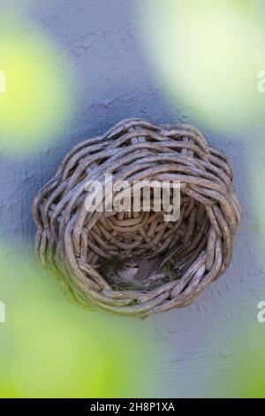 Grauschnäpper, Grau-Schnäpper brütet in einem alten Korb am Haus, Nest, Muscicapa striata, Spotted Flycatcher, le Gobemouche gris Banque D'Images