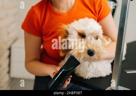 Gros plan de la groomer féminine non reconnaissable séchant les cheveux bouclés de Labradoodle de chien avec sèche-cheveux après le bain dans le salon de toilettage. Banque D'Images