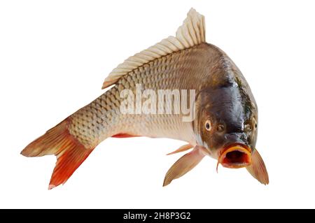 Carpe avec une bouche ouverte dans un saut.Vue avant du visage surprise, choquée ou stupéfaite.Isolé sur fond blanc. Banque D'Images